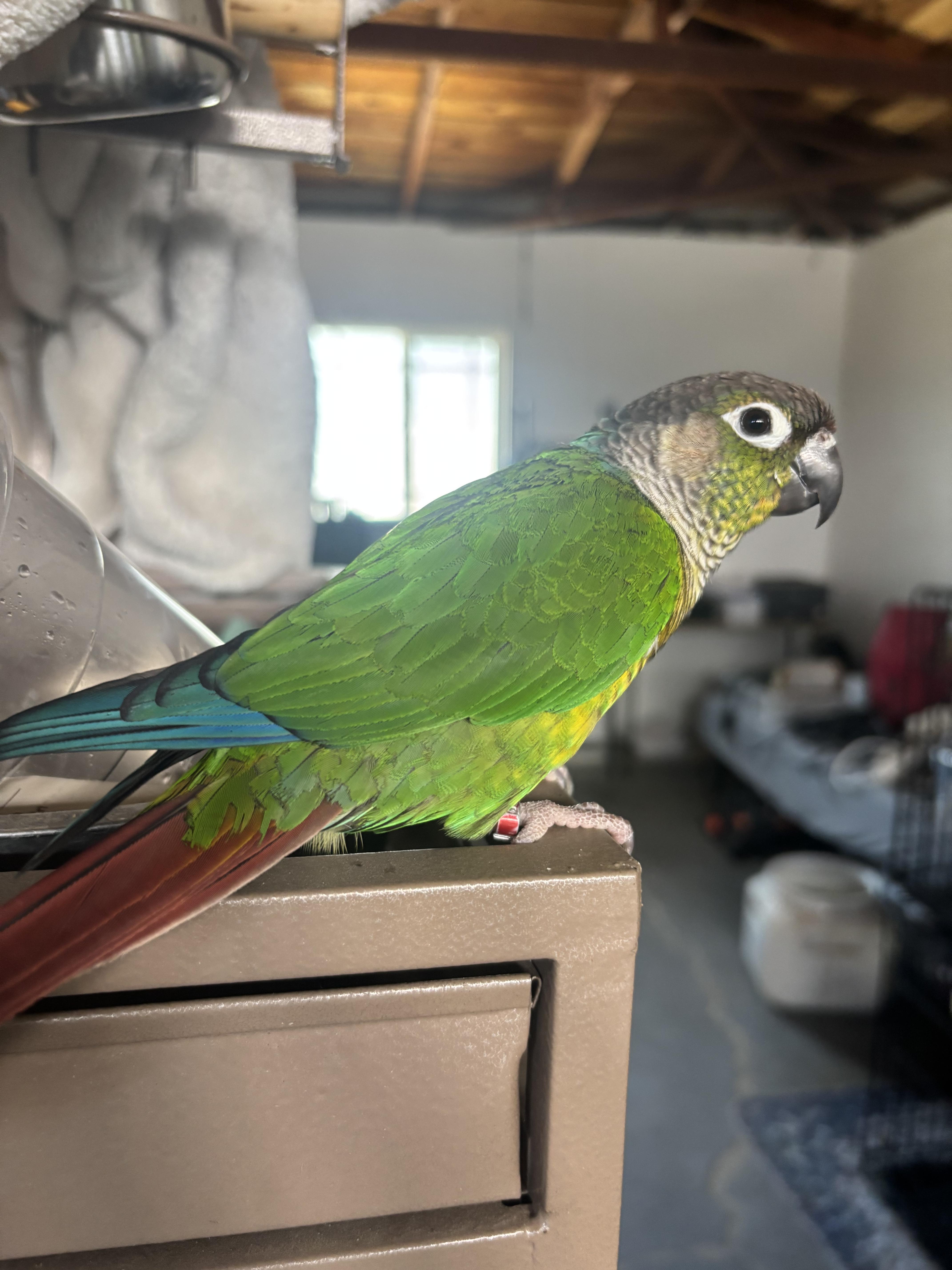 Georgie photo 2
