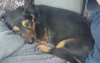 Polly, a ADOPTABLE mixed breed in Portland, OR image 2/3