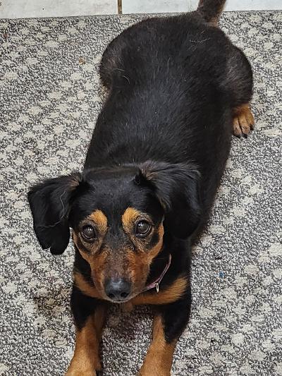 Polly, ADOPTABLE, Adult Female Dachshund & Australian Cattle Dog / Blue Heeler.