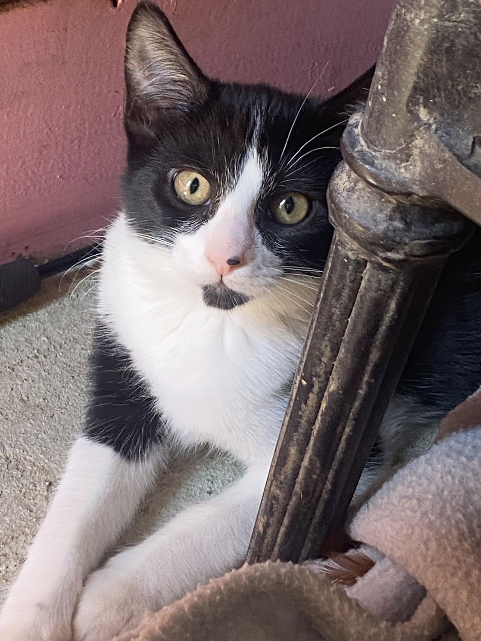 Sadie, Adoptable, Young Female Domestic Short Hair.