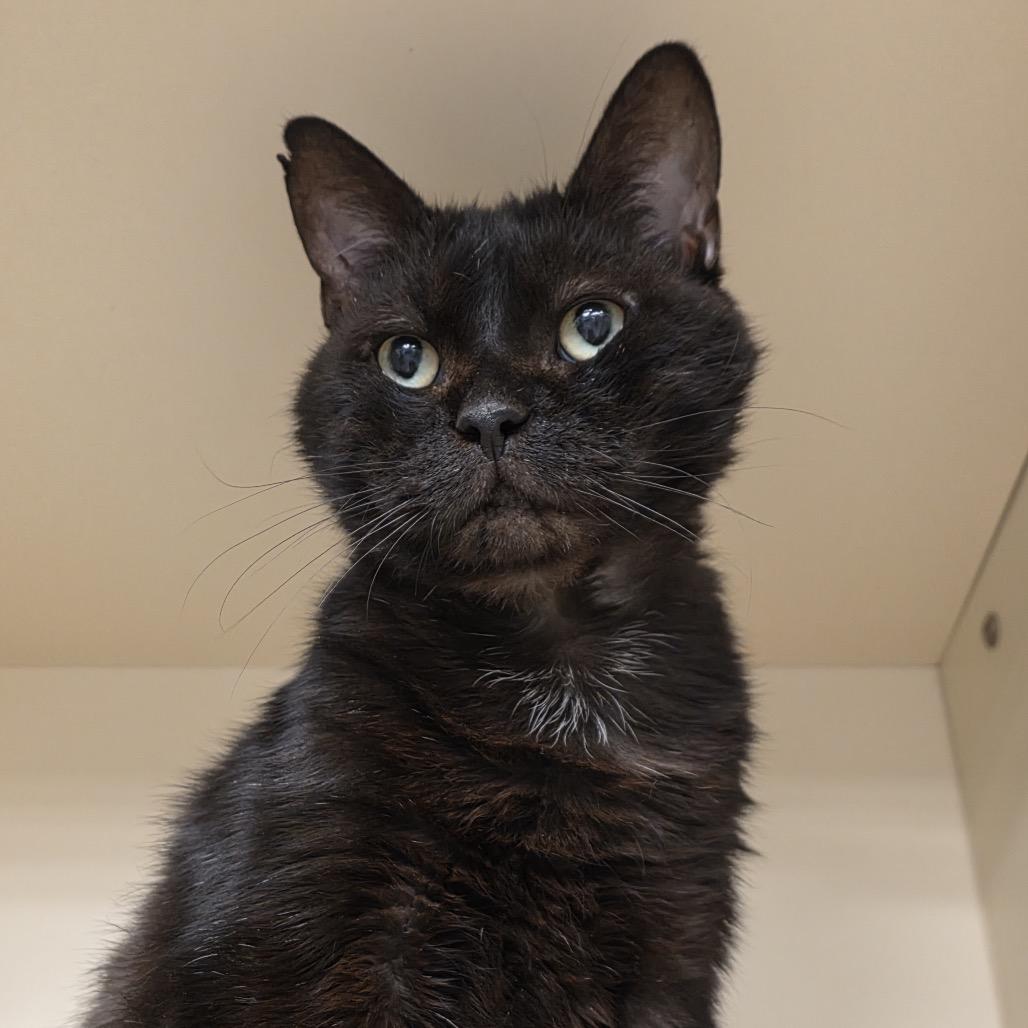 Stitch, Adoptable, Senior Male Domestic Short Hair.