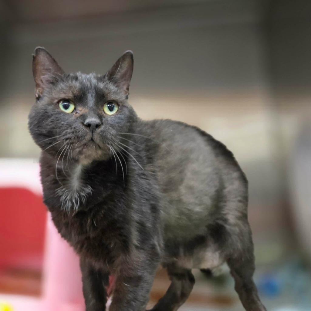 Stitch, a Adoptable Domestic Short Hair in Hinsdale, IL image 2/2