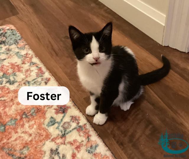 Enlarge Foster!, a Adoptable Domestic Short Hair in Huntsville, ON image 2/2