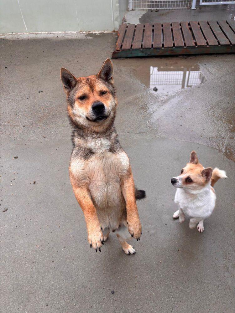 Cookie, Adoptable, Young Male Shiba Inu.