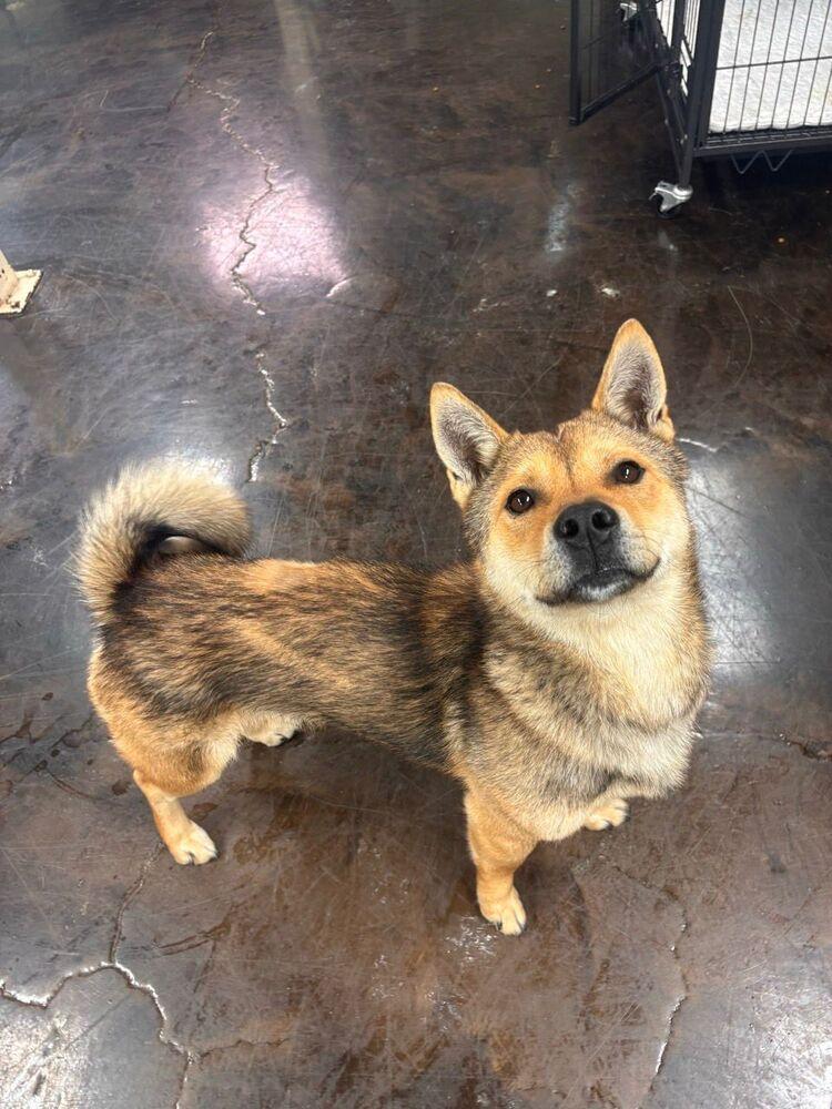 Enlarge Cookie, a Adoptable mixed breed in Long Island City, NY image 2/5