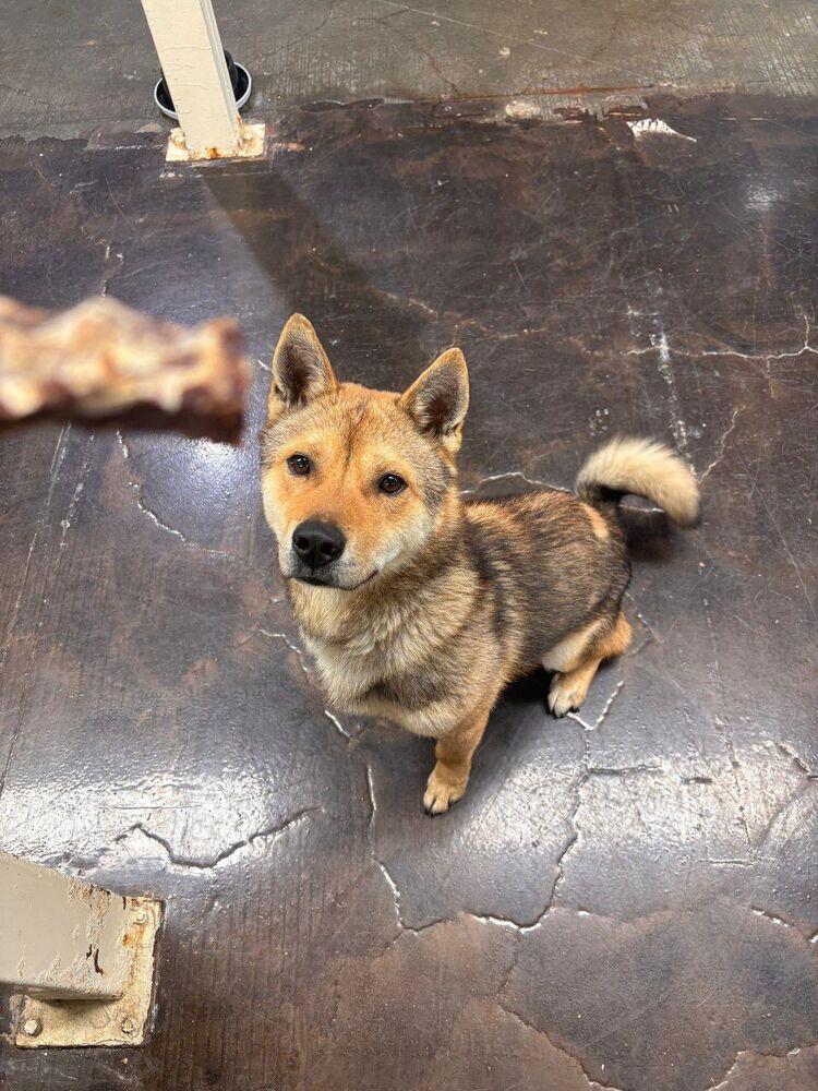 Enlarge Cookie, a Adoptable mixed breed in Long Island City, NY image 3/5