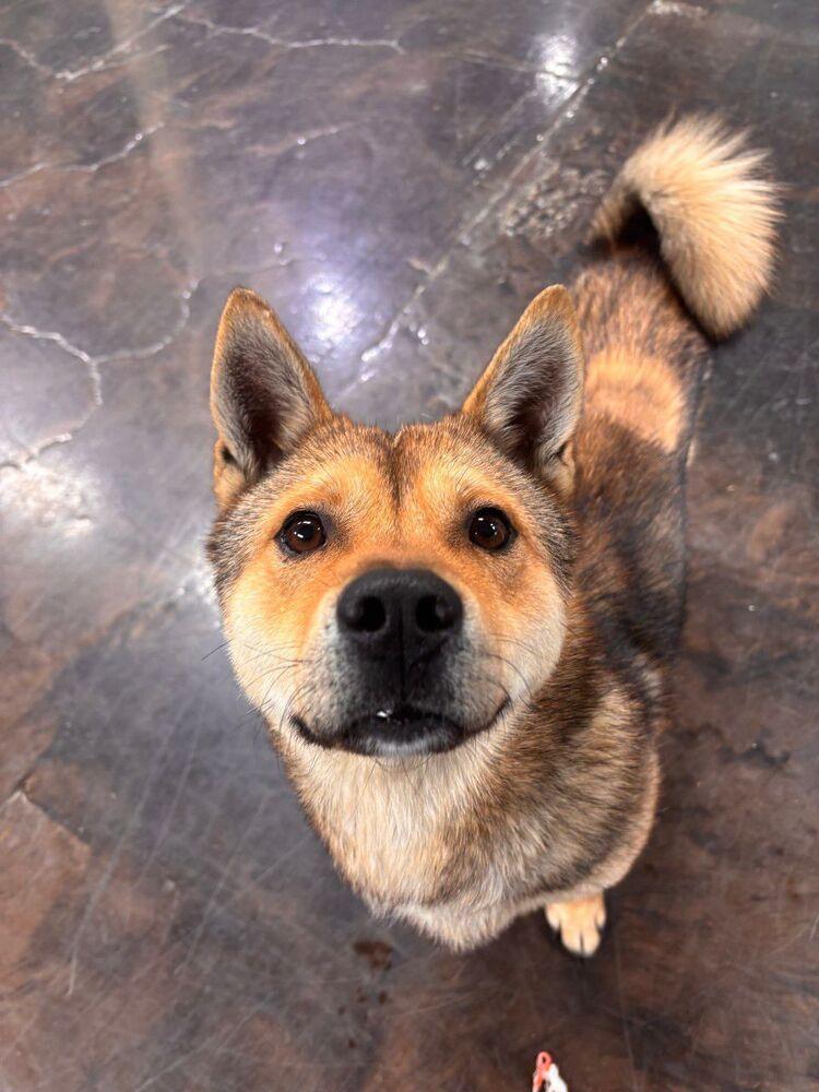 Enlarge Cookie, a Adoptable mixed breed in Long Island City, NY image 4/5
