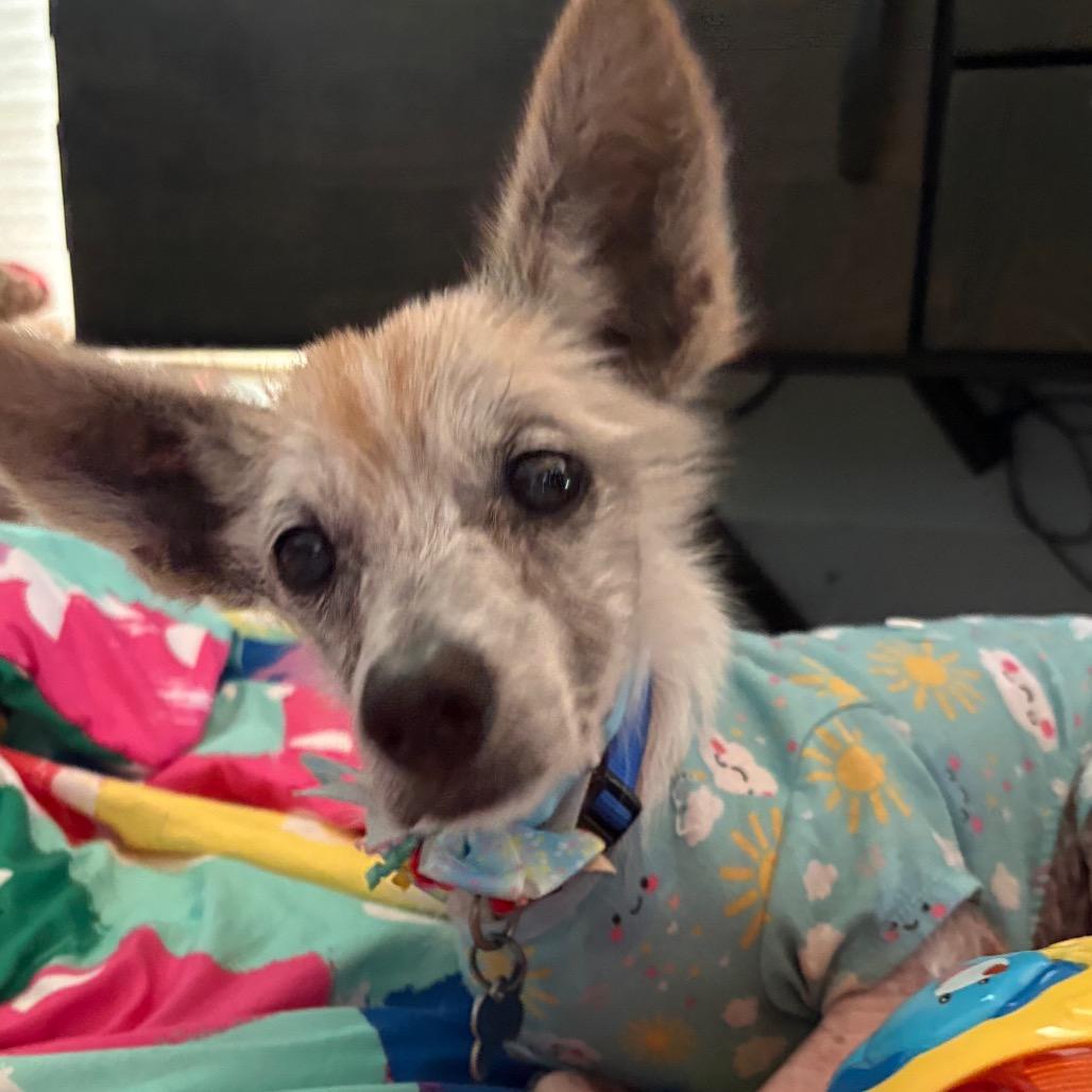 Zoey Hazel, a Adoptable Terrier in Gulfport, MS image 1/6