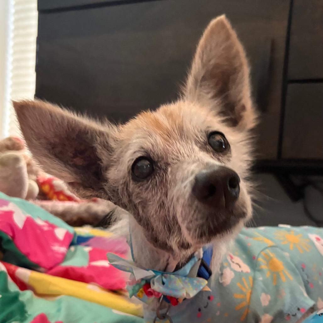 Zoey Hazel, a Adoptable Terrier in Gulfport, MS image 2/6