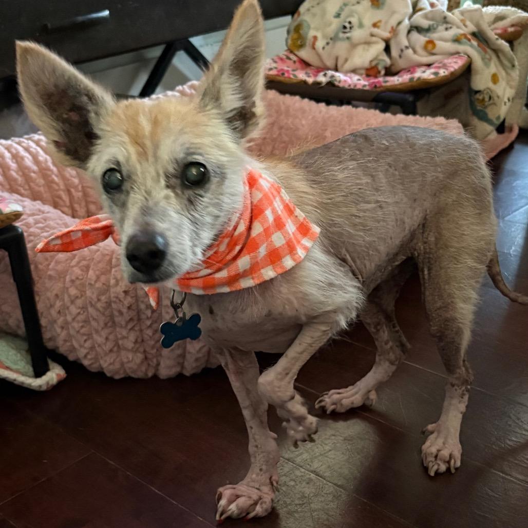Zoey Hazel, a Adoptable Terrier in Gulfport, MS image 3/6