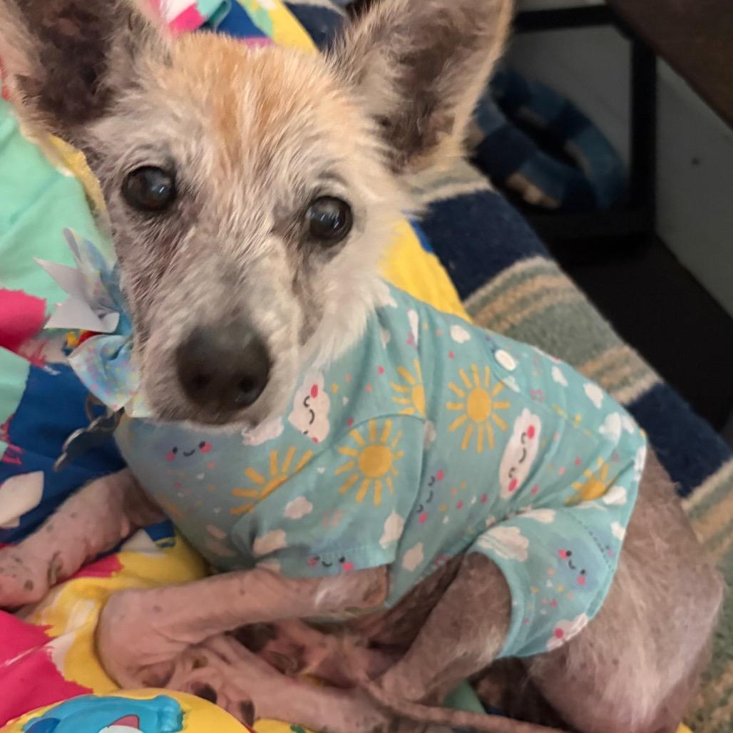 Zoey Hazel, a Adoptable Terrier in Gulfport, MS image 4/6