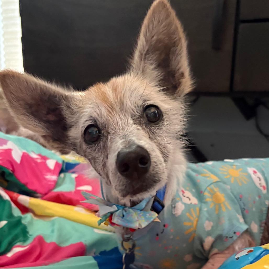 Zoey Hazel, a Adoptable Terrier in Gulfport, MS image 6/6