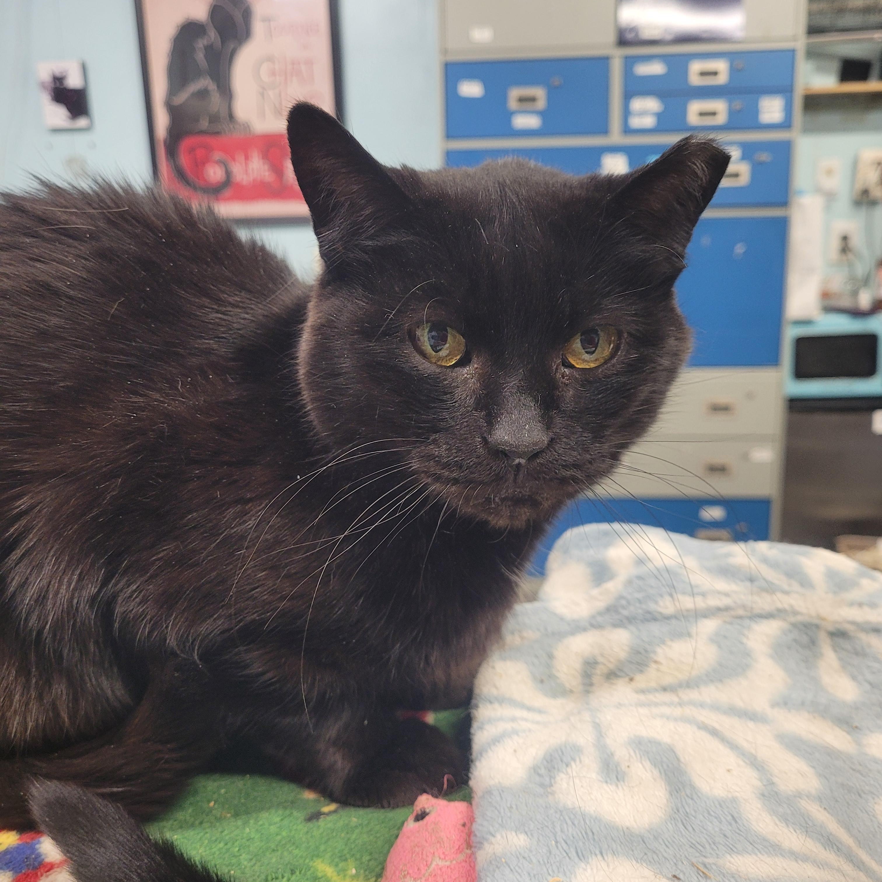 Shelby, a ADOPTABLE Domestic Short Hair in Norfolk, VA image 1/3