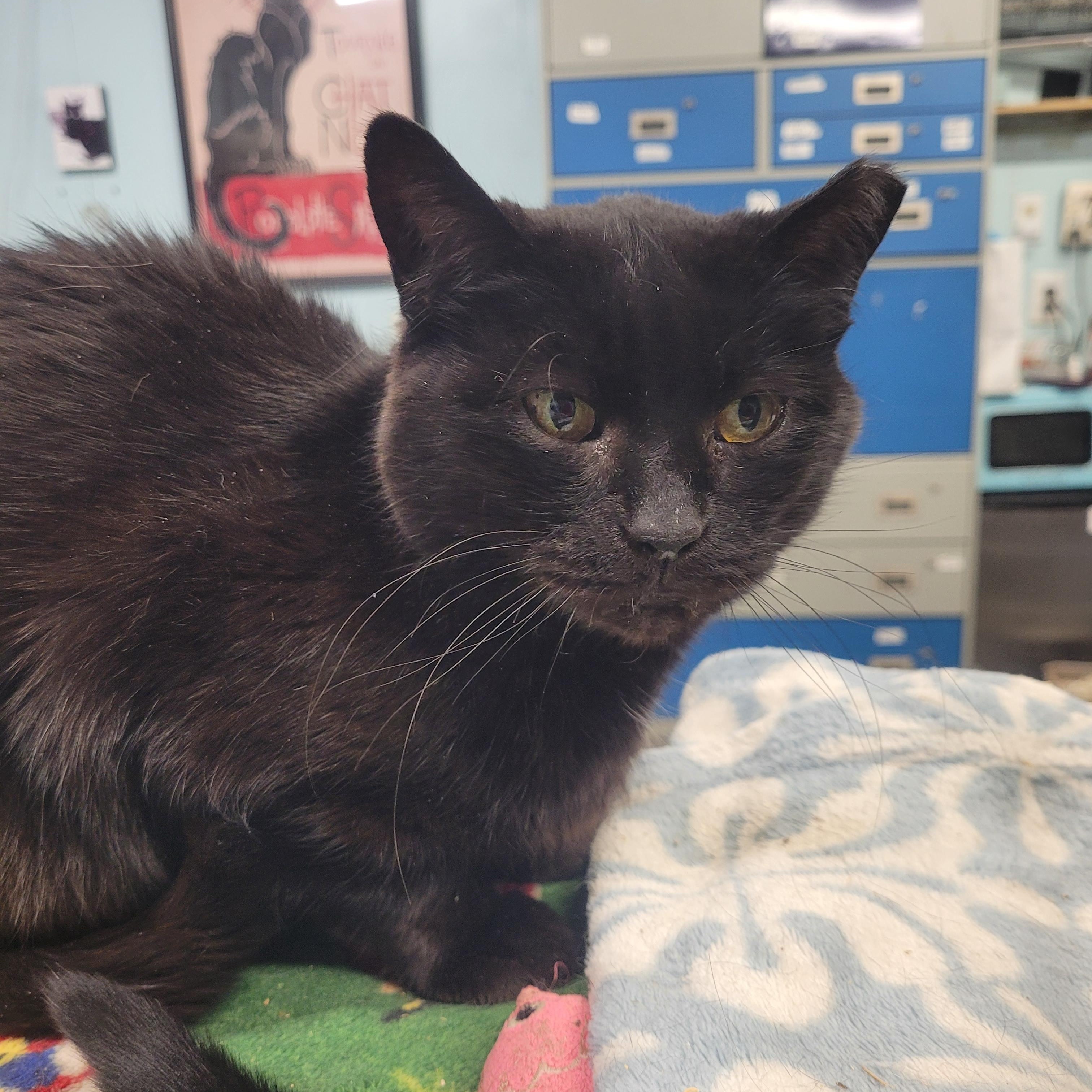 Shelby, a ADOPTABLE Domestic Short Hair in Norfolk, VA image 3/3