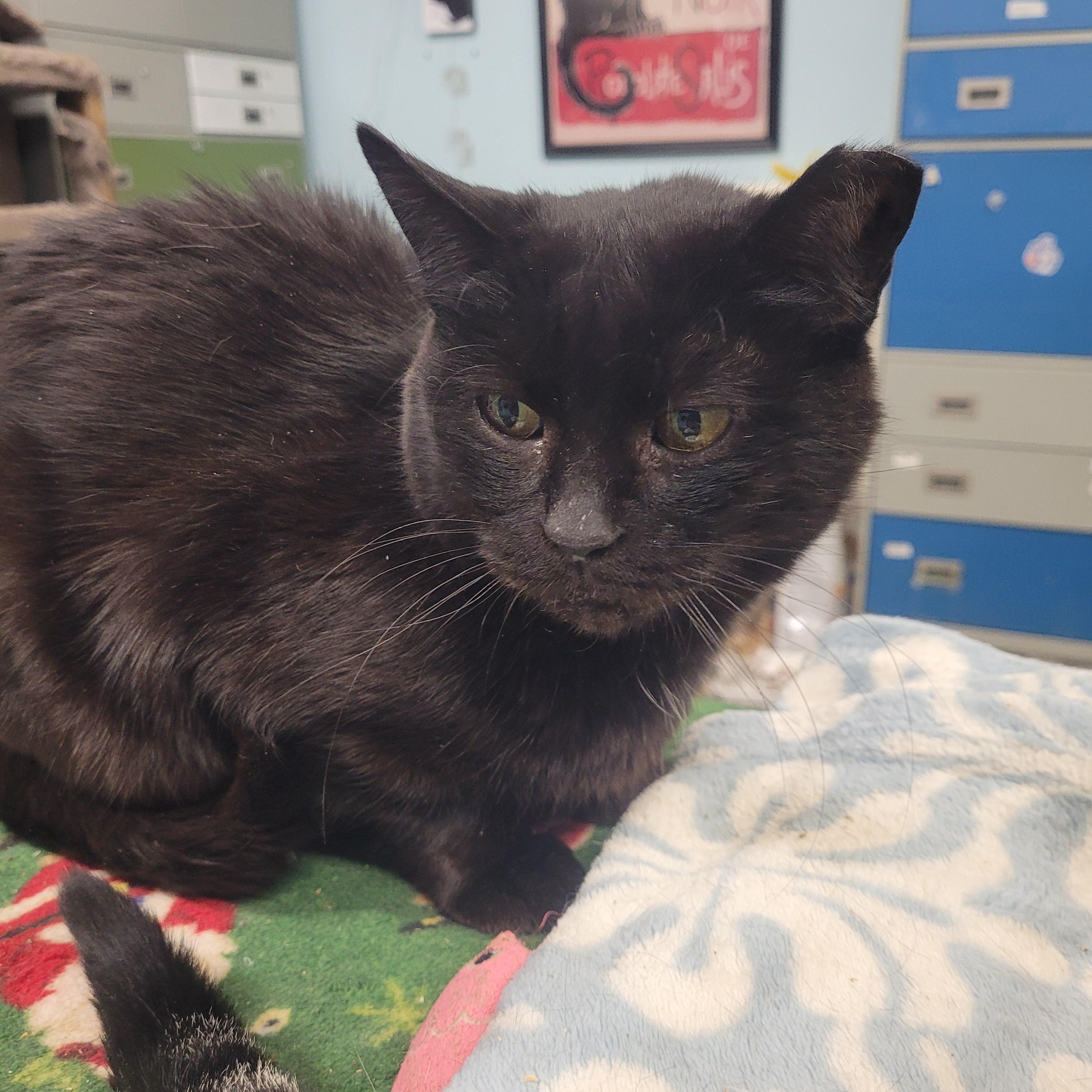 Shelby, a ADOPTABLE Domestic Short Hair in Norfolk, VA image 2/3