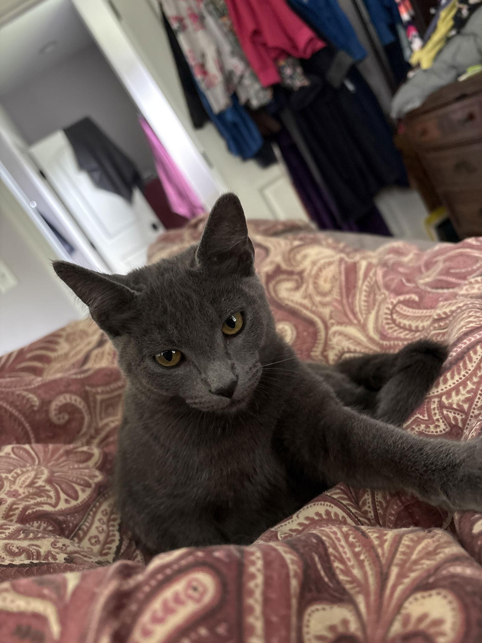 Tilly (th), Adoptable, Kitten Female Russian Blue.