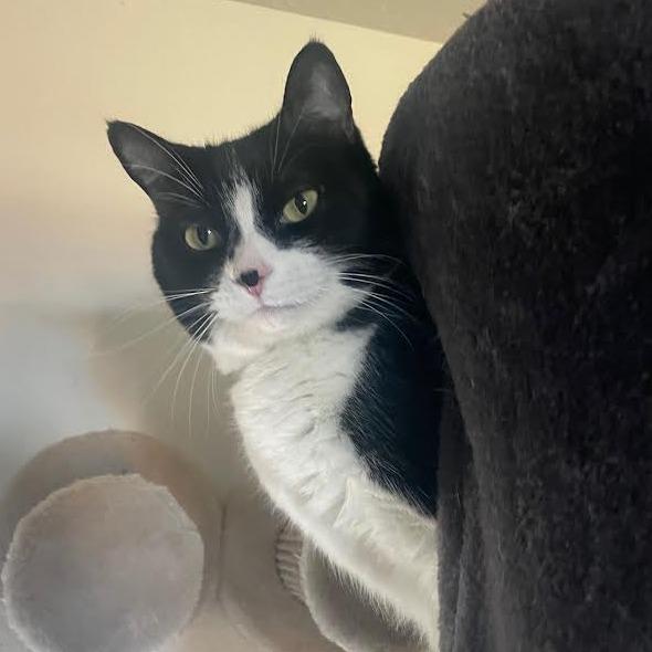 Enlarge Oni, a Adoptable Domestic Short Hair in Prescott, AZ image 1/5