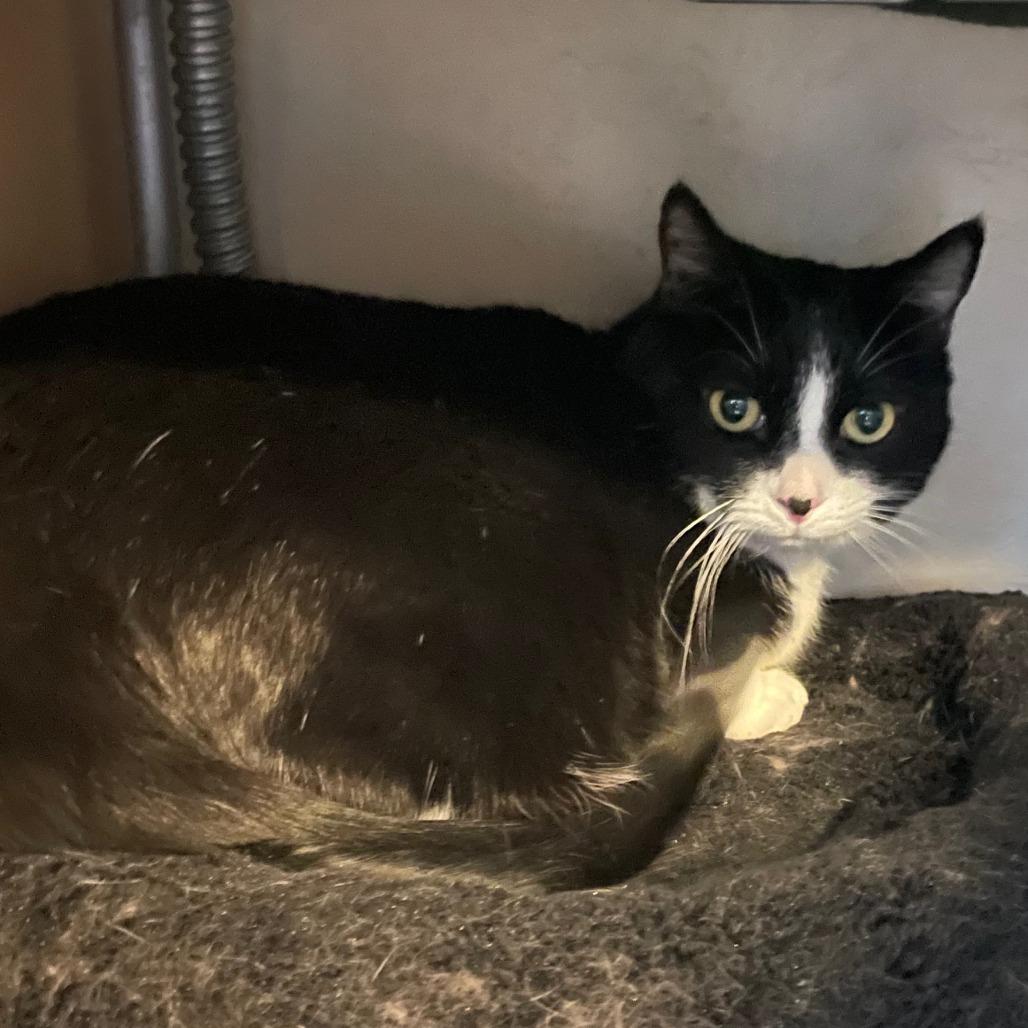 Enlarge Oni, a Adoptable Domestic Short Hair in Prescott, AZ image 2/5