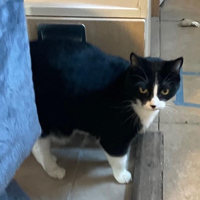 Enlarge Oni, a Adoptable Domestic Short Hair in Prescott, AZ image 3/5