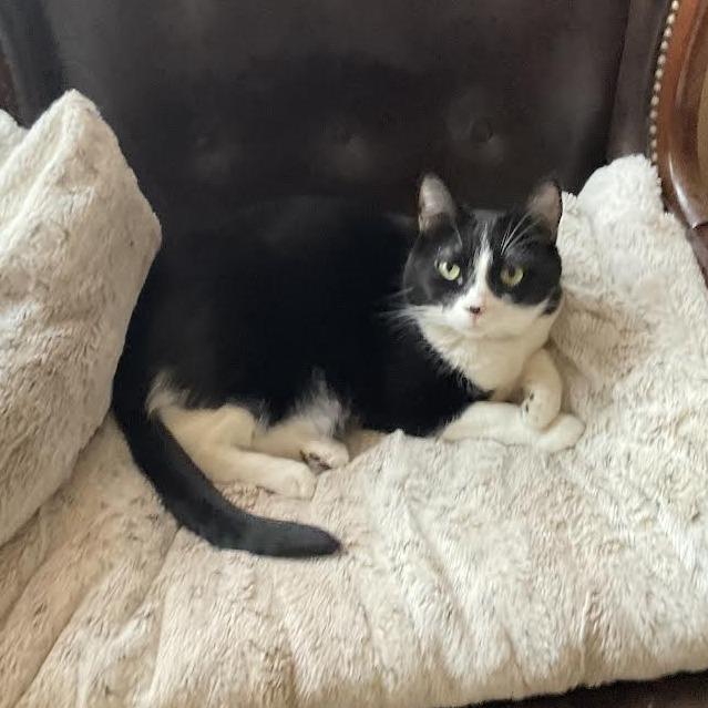 Enlarge Oni, a Adoptable Domestic Short Hair in Prescott, AZ image 2/6