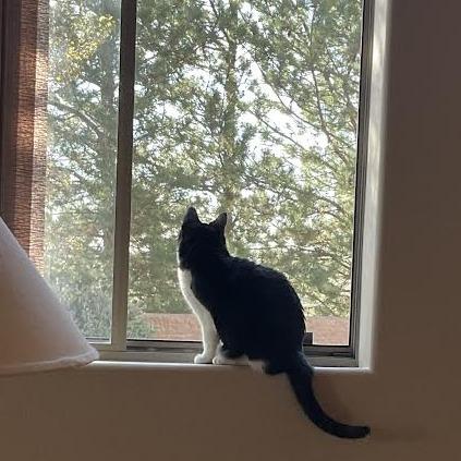 Enlarge Oni, a Adoptable Domestic Short Hair in Prescott, AZ image 3/6