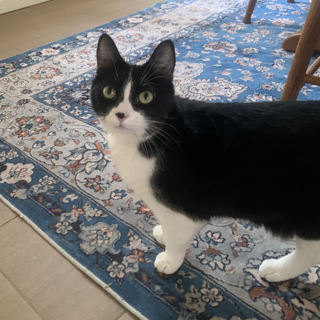 Enlarge Oni, a Adoptable Domestic Short Hair in Prescott, AZ image 4/5