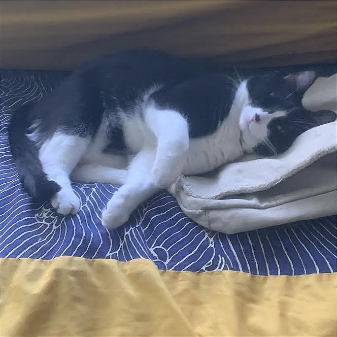 Enlarge Oni, a Adoptable Domestic Short Hair in Prescott, AZ image 4/6