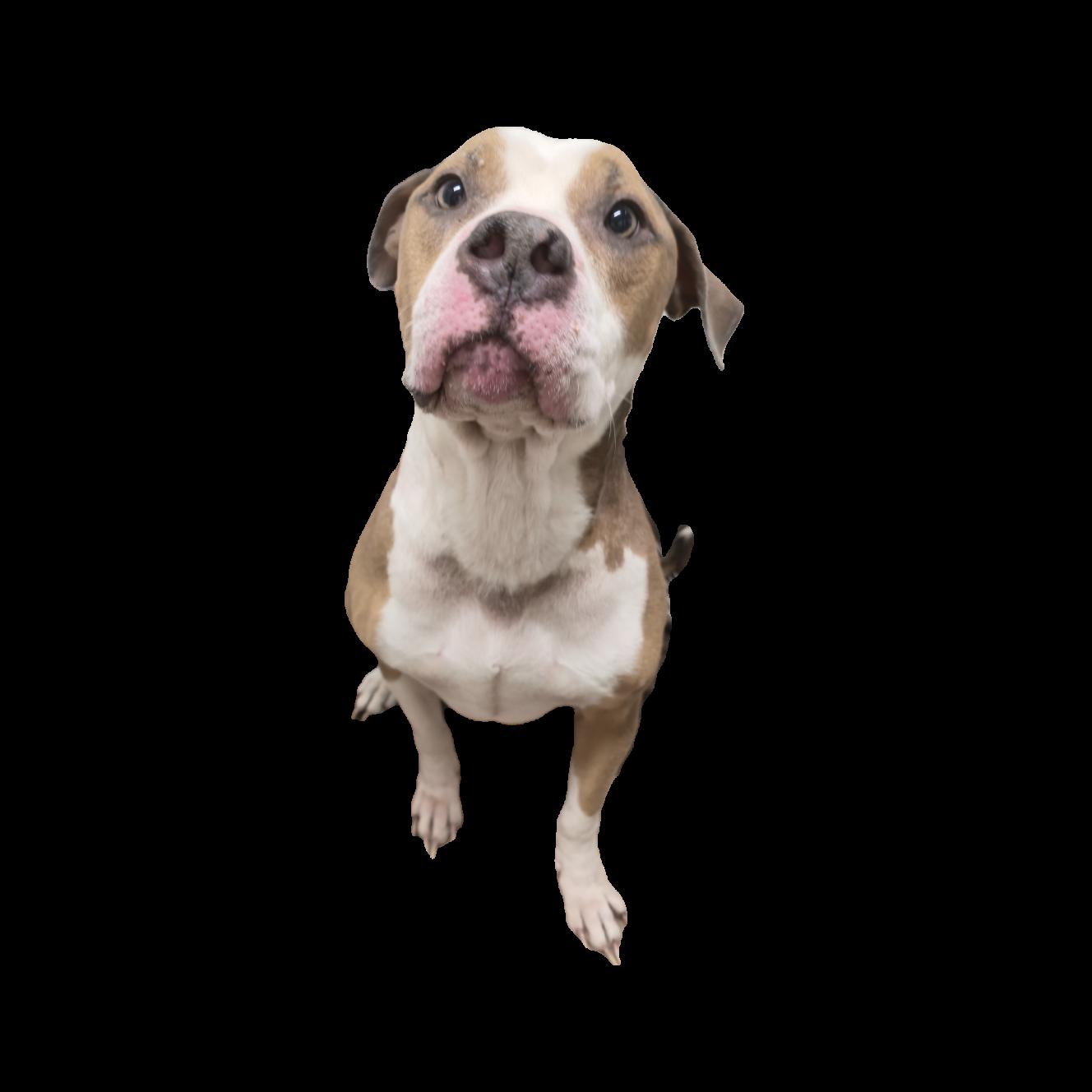 Enlarge Ruger, a ADOPTABLE mixed breed in Queensbury, NY image 1/2