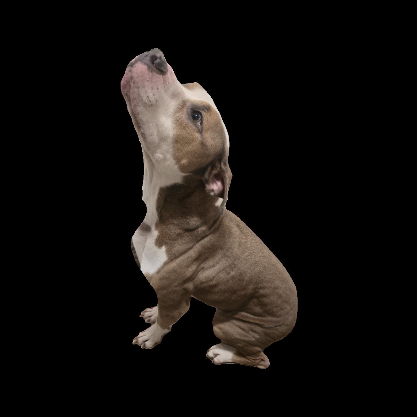 Enlarge Ruger, a ADOPTABLE mixed breed in Queensbury, NY image 2/2