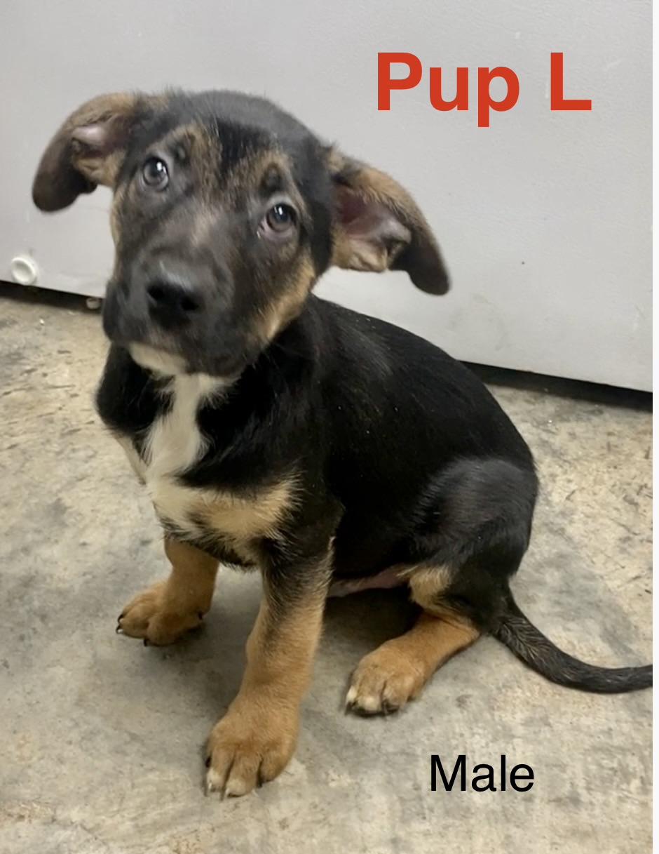 Pup L, adopted, Puppy Male Mixed Breed.