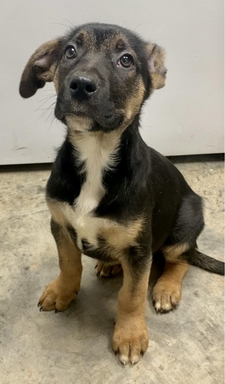 Enlarge Pup L, an adopted Mixed Breed in Pomeroy, OH image 2/2