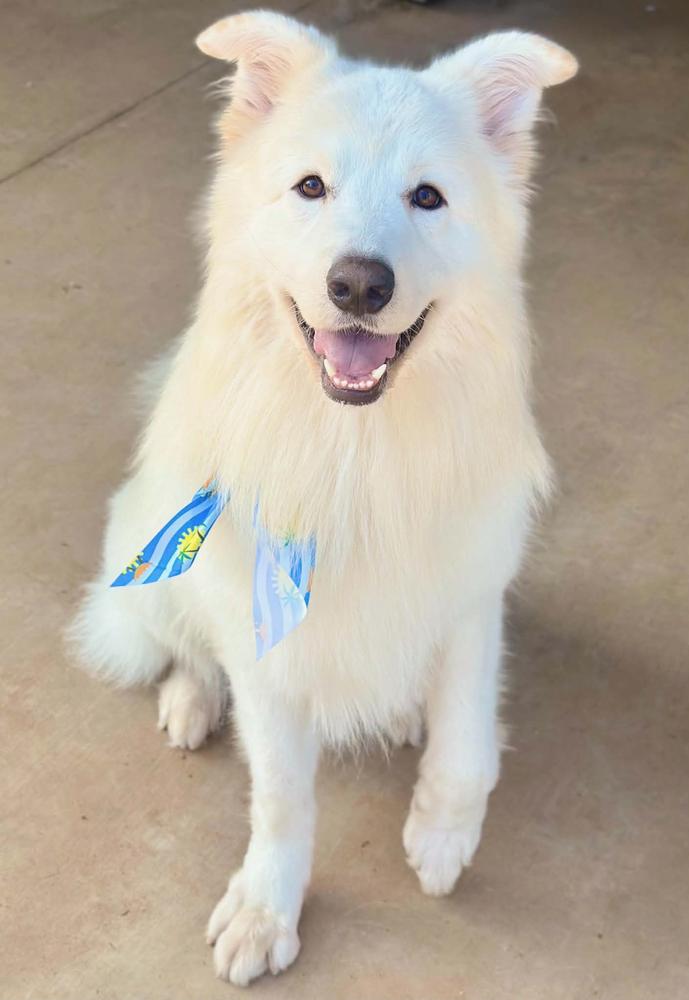 Enlarge France, a Adoptable mixed breed in TULSA, OK image 3/3