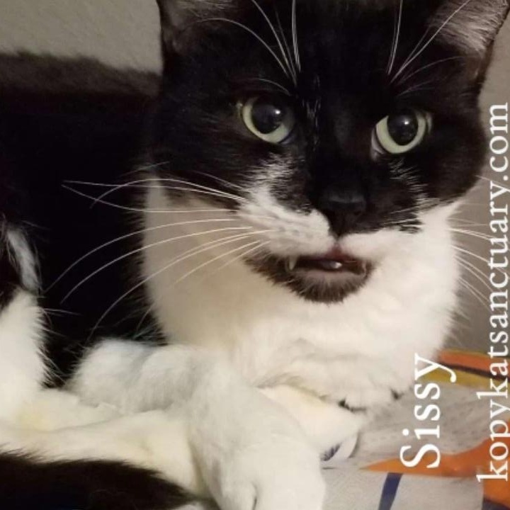 Enlarge Sissy, a ADOPTABLE Domestic Short Hair in Delmont, PA image 2/2