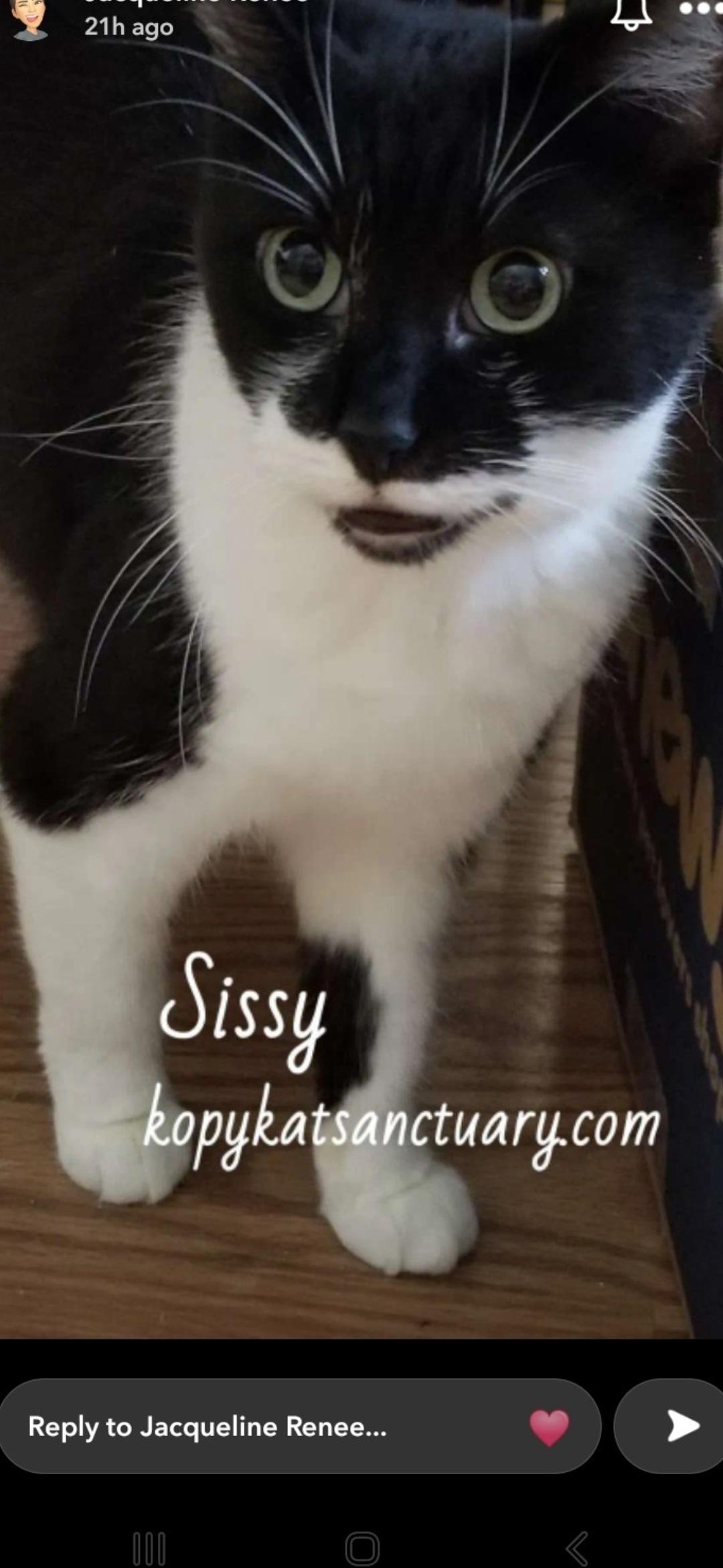 Sissy, ADOPTABLE, Adult Female Domestic Short Hair.
