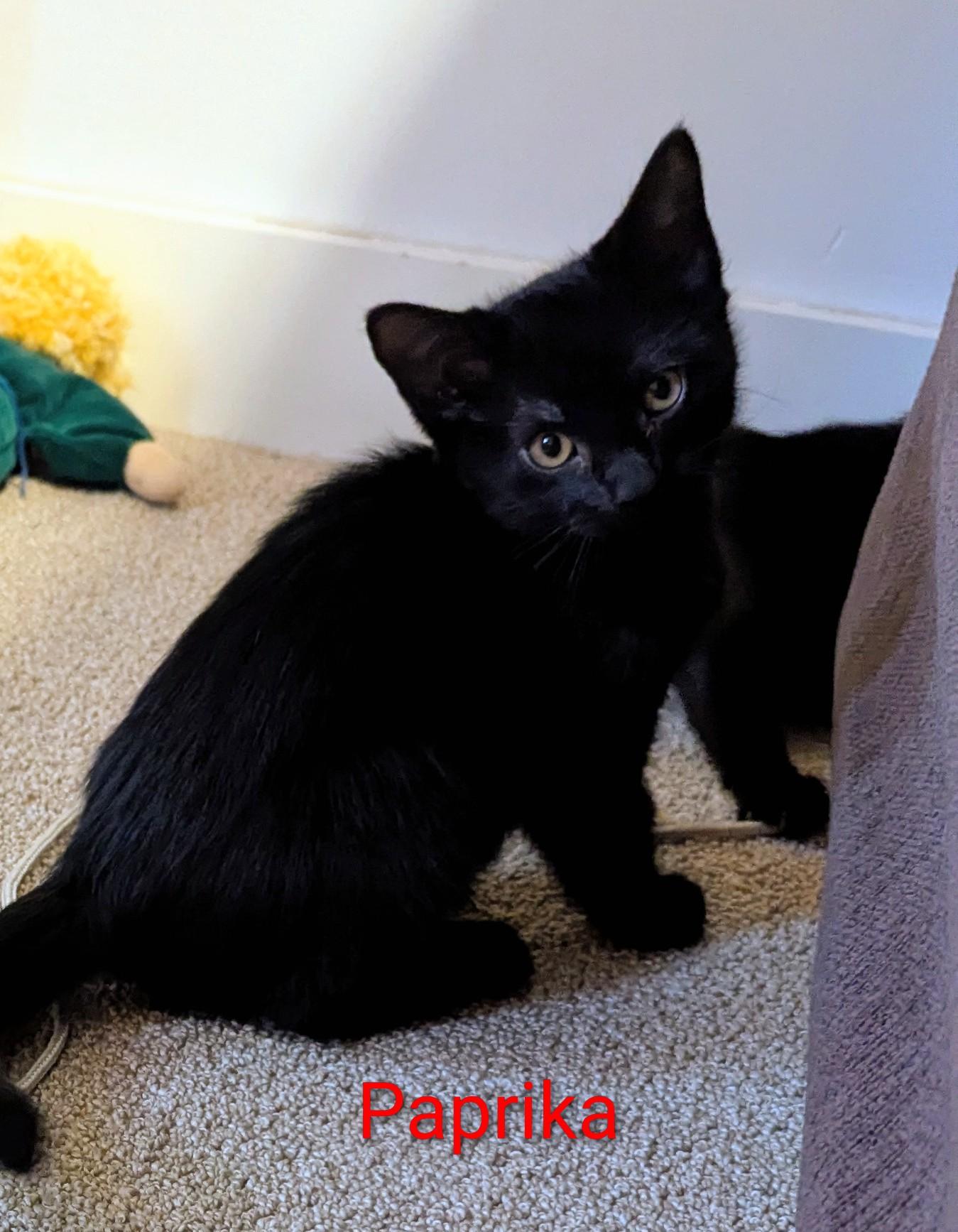 Enlarge Paprika, a ADOPTABLE Domestic Short Hair in Salt Spring Island, BC image 1/1