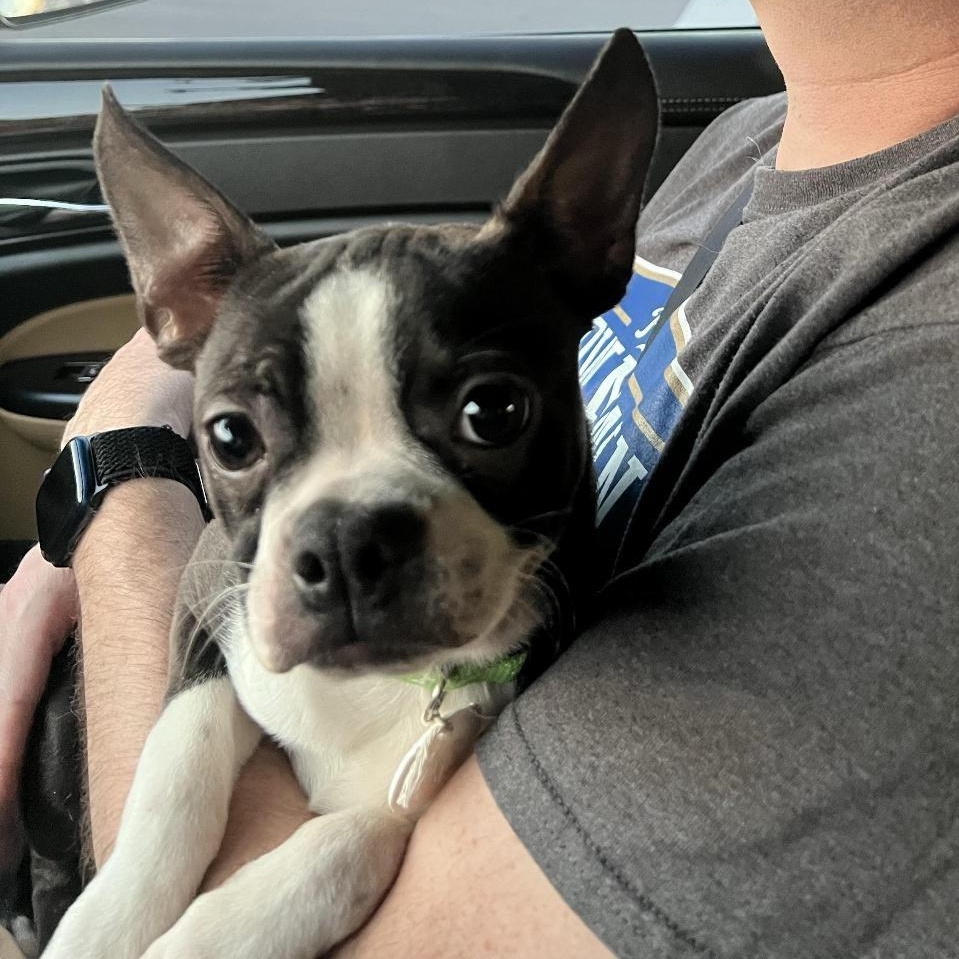 Skip in KS, Adoptable, Puppy Male Boston Terrier.