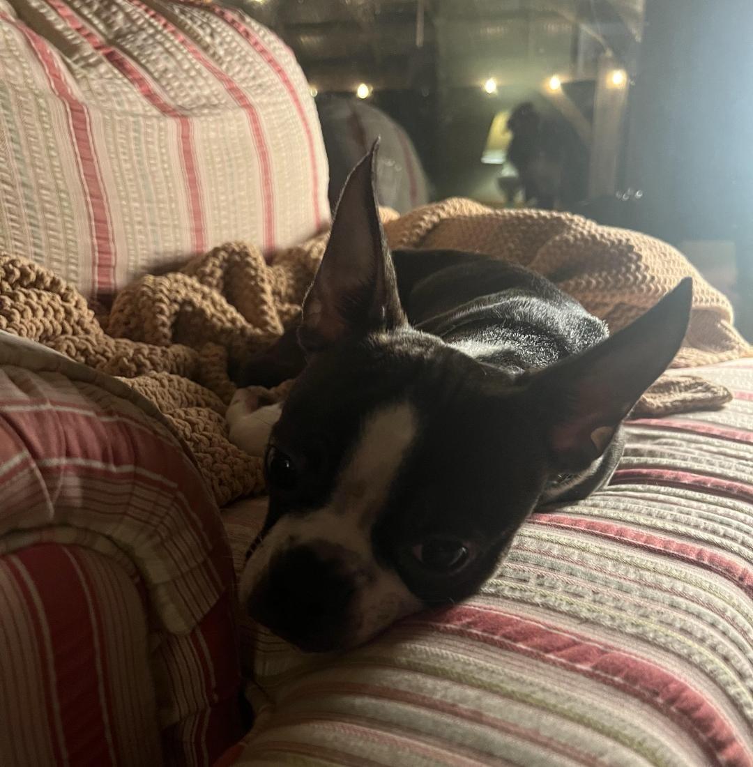 Skip in KS, a Adoptable Boston Terrier image 2/6
