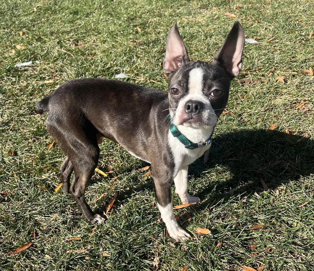 Skip in KS, a Adoptable Boston Terrier image 3/6