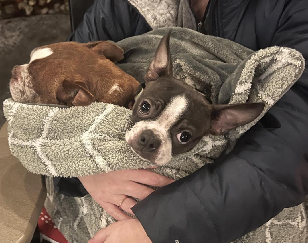 Skip in KS, a Adoptable Boston Terrier image 4/6