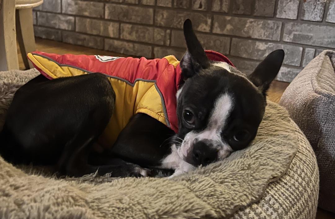 Skip in KS, a Adoptable Boston Terrier image 5/6