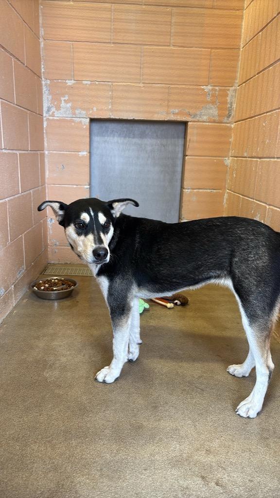 Enlarge Mimi (Mermaid), a Adoptable mixed breed in New Braunfels, TX image 1/2