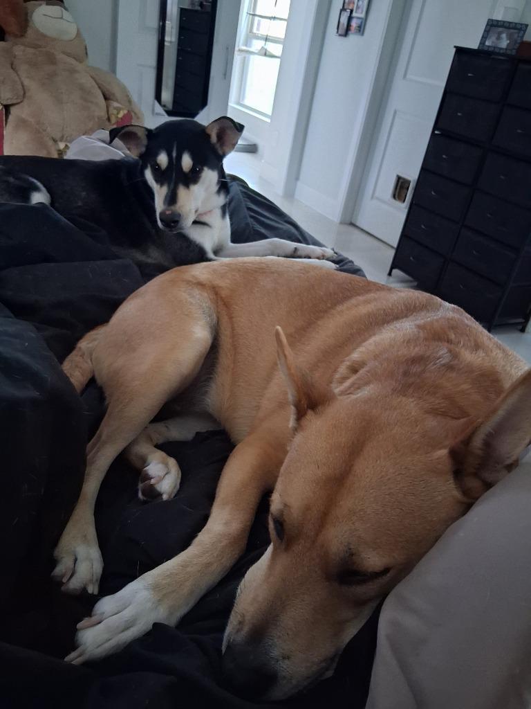 Enlarge Mimi (Mermaid), a Adoptable mixed breed in New Braunfels, TX image 2/6