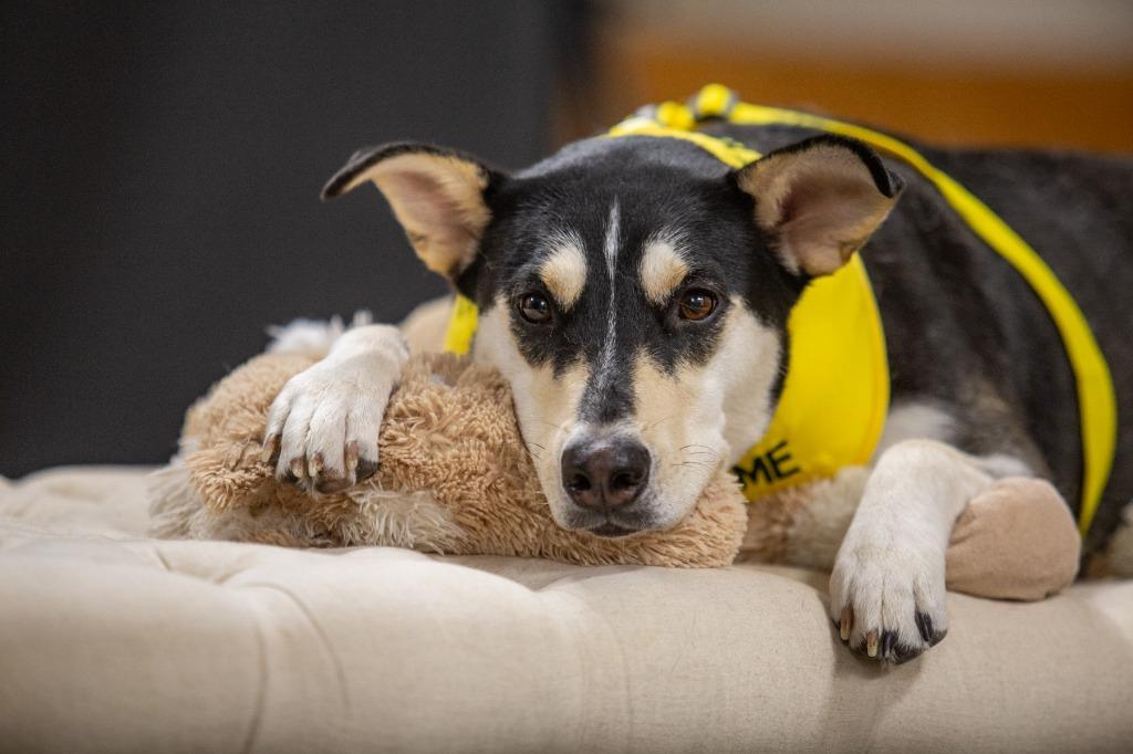 Enlarge Mimi (Mermaid), a Adoptable mixed breed in New Braunfels, TX image 2/6