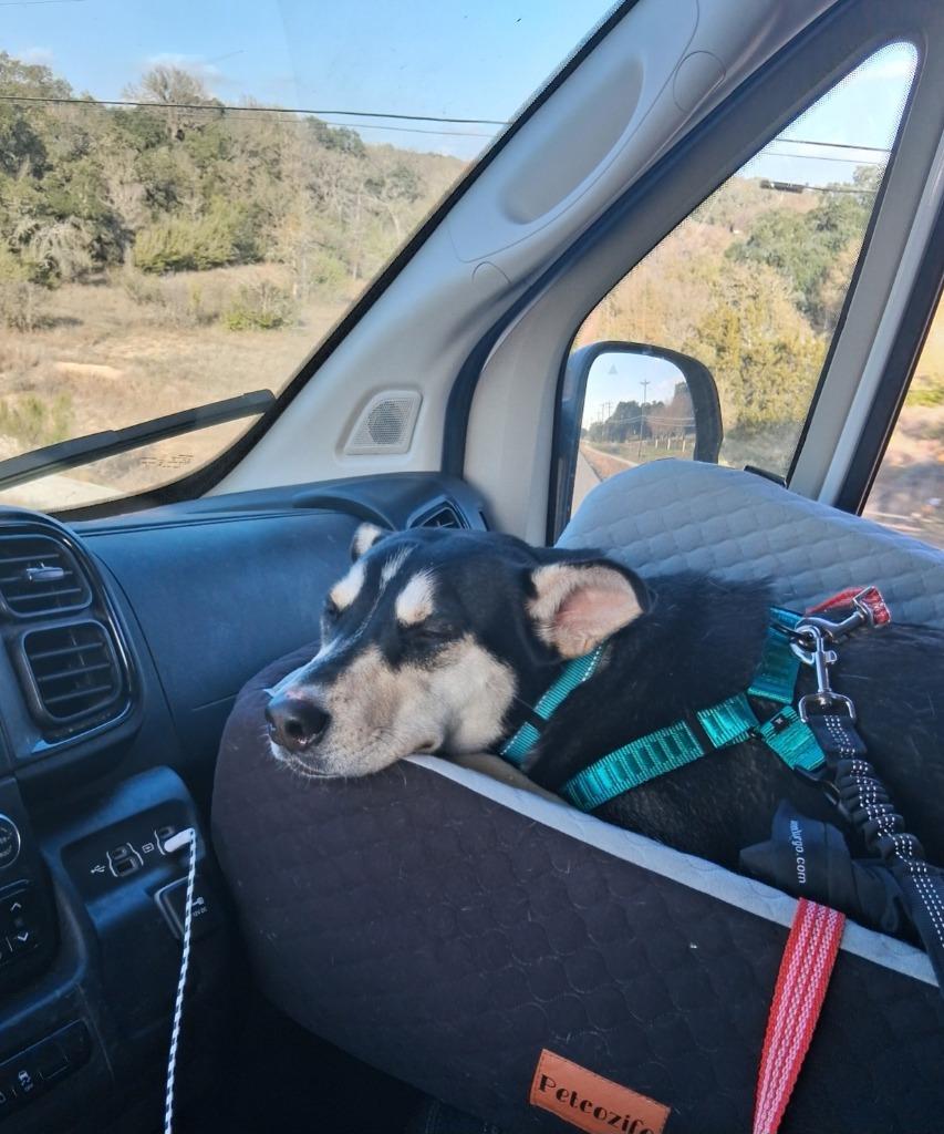 Enlarge Mimi (Mermaid), a Adoptable mixed breed in New Braunfels, TX image 3/6