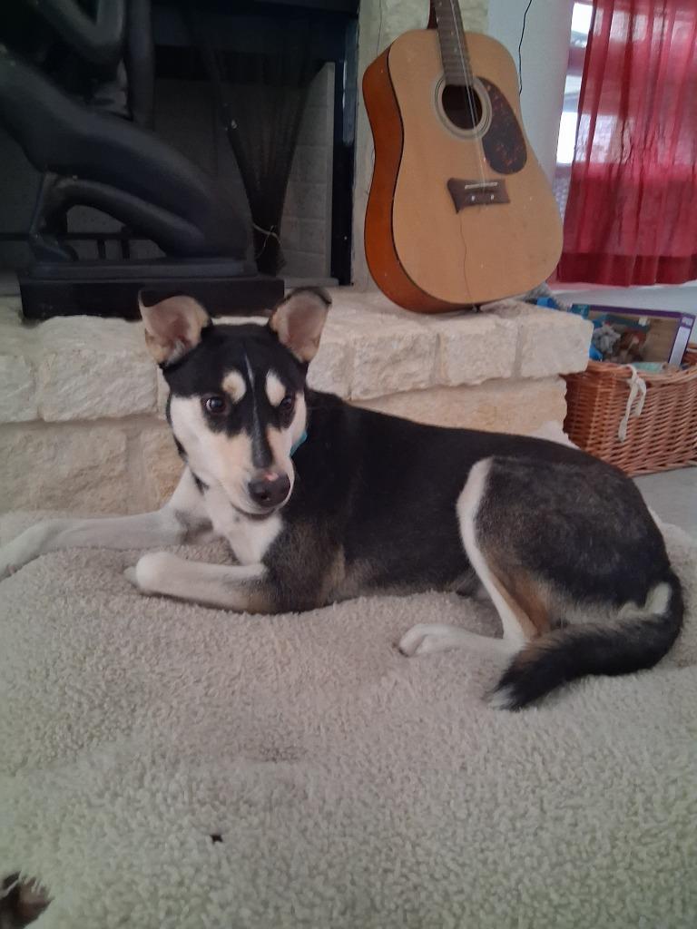 Enlarge Mimi (Mermaid), a Adoptable mixed breed in New Braunfels, TX image 2/2