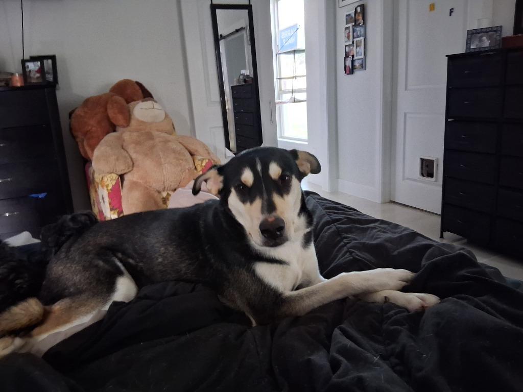 Enlarge Mimi (Mermaid), a Adoptable mixed breed in New Braunfels, TX image 5/6