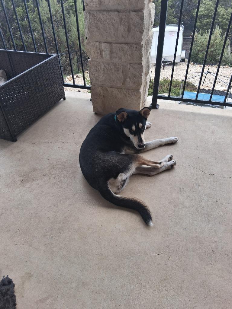 Enlarge Mimi (Mermaid), a Adoptable mixed breed in New Braunfels, TX image 6/6