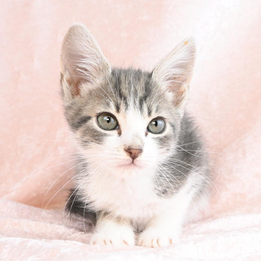 Peep, a Adoptable Domestic Short Hair in Mobile, AL image 1/6