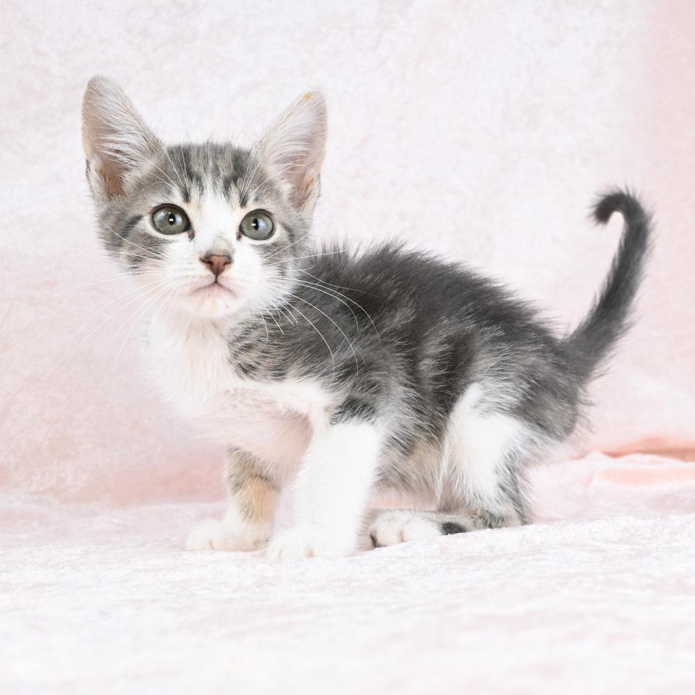 Peep, a Adoptable Domestic Short Hair in Mobile, AL image 2/6