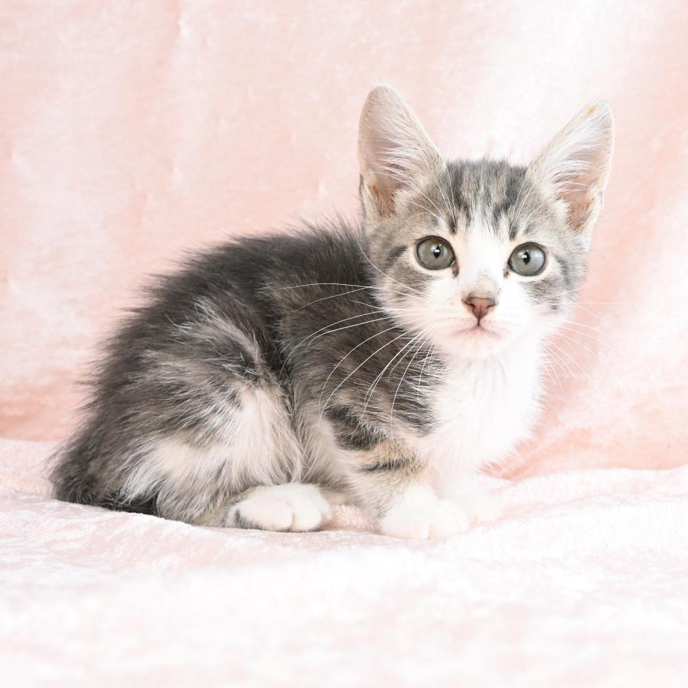Peep, a Adoptable Domestic Short Hair in Mobile, AL image 3/6
